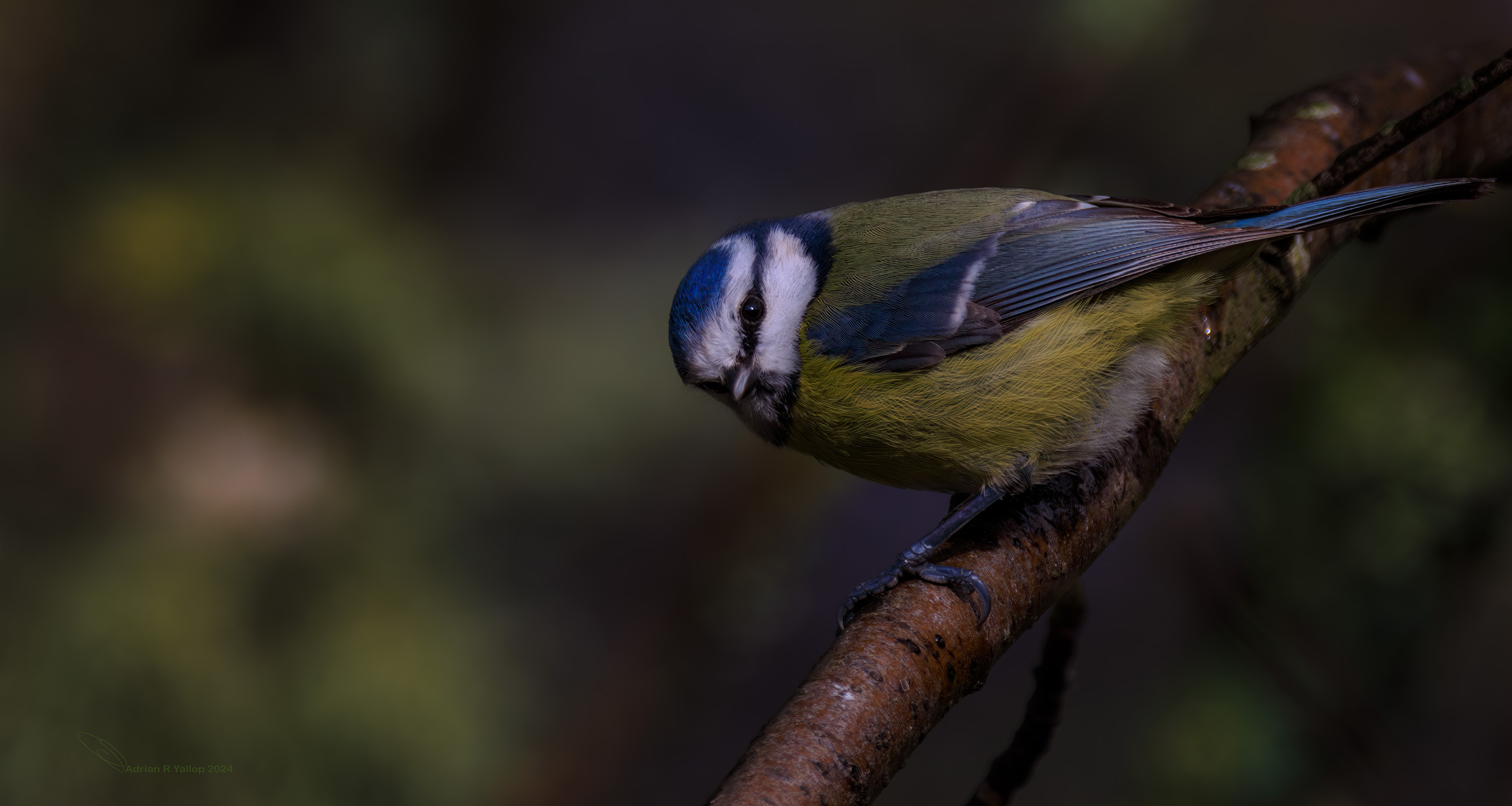 Blue tit what Cyanistes caeruleus